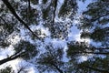 A very dense and tall Pine Tree Forest near Lake Toba