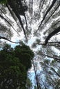 A very dense and tall Pine Tree Forest near Lake Toba