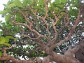 very dense tree branches with very lush leaves