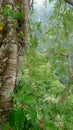 very dense tropical forest on the mountain