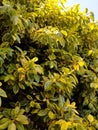 very dense yellow leaves