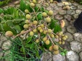 very dense young longan fruit