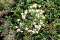 Very densely growing Old mans beard or Clematis vitalba plants with open green white flowers surrounded with silky hairy Royalty Free Stock Photo