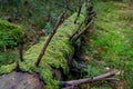 In the very depths of the autumn forest there is a slender and tall trunk of a fallen tree. The tree fell because of old age or Royalty Free Stock Photo