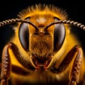 Very Detailed Bee Macro Photography