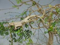 Very detailed centred lizard in some shrub looking right at you