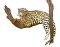 Gorgeous Jaquar lounging in a high branch Royalty Free Stock Photo