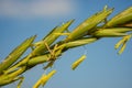 Very detailed inflorescence of grass Royalty Free Stock Photo