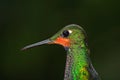 Very detailed portrait of hummingbird, female Purple-throated Moutain-gem, Lampornis calolaema, with dark green background, Costa