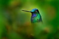 Very detailed portrait of hummingbird White-tailed Starfrontlet, Coeligena phalerata, with dark green background, Colombia. Animal