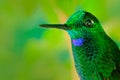 Very detailed portrait of hummingbirdGreen-crowned Brilliant, Heliodoxa jacula, with dark green background, Costa Rica. Animal in Royalty Free Stock Photo