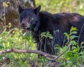 Yearling Black Bear in the Smokies Royalty Free Stock Photo