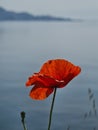 A very detailed view of a poppy with a bug on a flipside