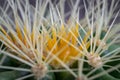 Very detailed view of Sharp white prickles on Ferocactus echidne at close range Royalty Free Stock Photo