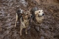 Very dirty and wet mixed breed shepherd dogs Royalty Free Stock Photo