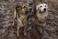 Very dirty and wet mixed breed shepherd dogs Royalty Free Stock Photo