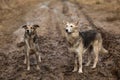 Very dirty and wet mixed breed shepherd dogs Royalty Free Stock Photo