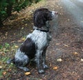 A very dirty working type english springer spaniel