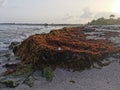 Very disgusting red seaweed sargazo beach with garbage pollution Mexico