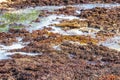 Very disgusting red seaweed sargazo beach Playa del Carmen Mexico