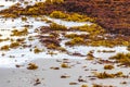 Very disgusting red seaweed sargazo beach Playa del Carmen Mexico