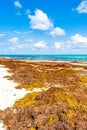 Very disgusting red seaweed sargazo beach Playa del Carmen Mexico