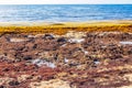 Very disgusting red seaweed sargazo beach Playa del Carmen Mexico