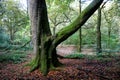 Tree Trunk in an English Wood