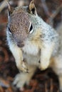 close up of squirrel