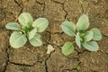 Drought dry field land cabbage leaf green cole crop white vegetable, drying up the soil cracked, climate change, farmi