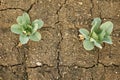 Drought vegetable dry field land cabbage leaf green cole crop white, drying up the soil cracked, climate change, farmi