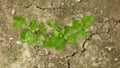 Drought dry field celery Apium graveolens leaves celeriac root leaf knob or turnip-rooted farm land vegetables, drying