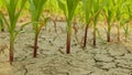 Drought field land maize corn leaves Zea mays, drying up soil, drying up the soil cracked, climate change, environmental Royalty Free Stock Photo