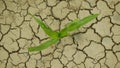 Drought field land maize corn leaves Zea mays, drying up soil, drying up the soil cracked, climate change, environmental Royalty Free Stock Photo