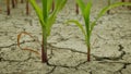 Maize corn drought field land leaves Zea mays, drying up soil, drying up the soil cracked, climate change, environmental Royalty Free Stock Photo