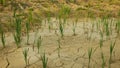 Drought wetland, swamp and pond drying up the soil cracked crust earth climate change, environmental disaster and earth cracks Royalty Free Stock Photo