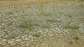 Drought cracked pond wetland, swamp very drying up the soil crust earth climate change, environmental disaster and earth cracks