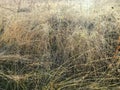 Very dry wild grass. Royalty Free Stock Photo
