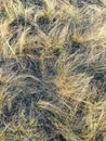 Very dry wild grass. Royalty Free Stock Photo