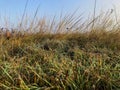 Very dry wild grass. Royalty Free Stock Photo