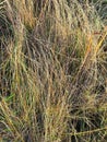 Very dry wild grass. Royalty Free Stock Photo