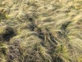 Very dry wild grass. Royalty Free Stock Photo