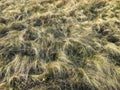 Very dry wild grass. Royalty Free Stock Photo