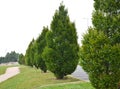 Is a very elegant columnar tree with upright branches and bright green leaves that are organ-folded. The hornbeam pours its leaf b