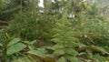 A very elegant fern, they occur in many parts of Bangladesh