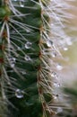 Very epic scene of fresh water drop on thorn of cactus Royalty Free Stock Photo