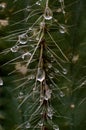 Very epic scene of fresh water drop on thorn of cactus Royalty Free Stock Photo