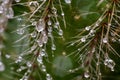 Very epic scene of fresh water drop on thorn of cactus Royalty Free Stock Photo