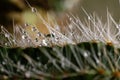 Very epic scene of fresh water drop on thorn of cactus Royalty Free Stock Photo