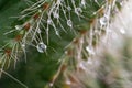 Very epic scene of fresh water drop on thorn of cactus Royalty Free Stock Photo